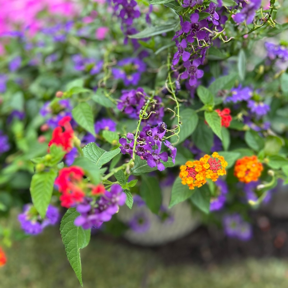 Meet your Posher, Jacqueline m